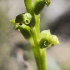 Microtis sp. at QPRC LGA - 17 Nov 2023