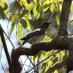Oriolus sagittatus (Olive-backed Oriole) at Coopernook, NSW - 12 Nov 2023 by Rixon