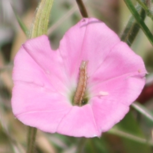 Helicoverpa (genus) at Goorooyarroo NR (ACT) - 15 Nov 2023 01:10 PM