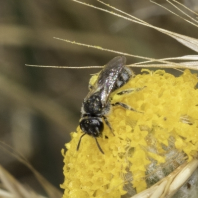 Lasioglossum (Chilalictus) sp. (genus & subgenus) (Halictid bee) at Dunlop Grasslands - 17 Nov 2023 by kasiaaus