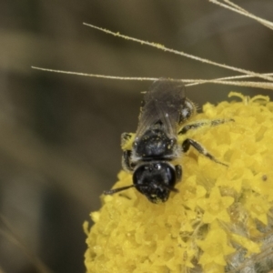 Lasioglossum (Chilalictus) sp. (genus & subgenus) at Fraser, ACT - 17 Nov 2023 11:58 AM