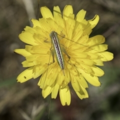 Conocephalus semivittatus (Meadow katydid) at Fraser, ACT - 17 Nov 2023 by kasiaaus