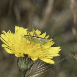 Conocephalus semivittatus at Fraser, ACT - 17 Nov 2023 12:01 PM