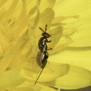 Torymidae (family) at Fraser, ACT - 17 Nov 2023