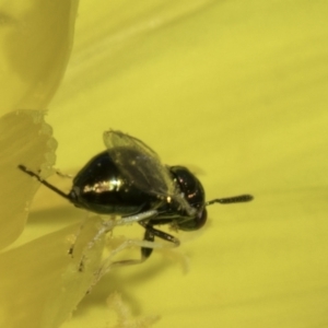 Torymidae (family) at Fraser, ACT - 17 Nov 2023