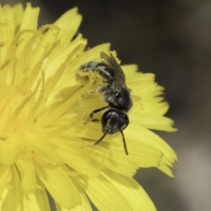 Lasioglossum (Chilalictus) sp. (genus & subgenus) at Fraser, ACT - 17 Nov 2023 12:03 PM