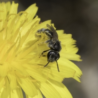 Lasioglossum (Chilalictus) sp. (genus & subgenus) (Halictid bee) at Fraser, ACT - 17 Nov 2023 by kasiaaus