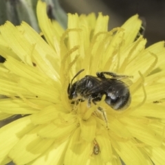 Lasioglossum (Chilalictus) sp. (genus & subgenus) at Fraser, ACT - 17 Nov 2023 12:03 PM