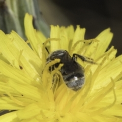 Lasioglossum (Chilalictus) sp. (genus & subgenus) at Fraser, ACT - 17 Nov 2023