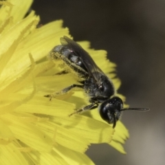 Lasioglossum (Chilalictus) sp. (genus & subgenus) at Fraser, ACT - 17 Nov 2023 12:03 PM