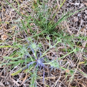 Eryngium ovinum at Franklin Grassland (FRA_5) - 4 Nov 2023 11:03 AM