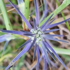 Eryngium ovinum at Franklin Grassland (FRA_5) - 4 Nov 2023 11:03 AM