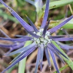 Eryngium ovinum at Franklin Grassland (FRA_5) - 4 Nov 2023 11:03 AM