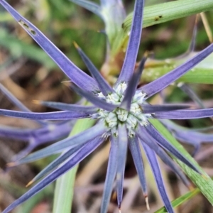 Eryngium ovinum at Franklin Grassland (FRA_5) - 4 Nov 2023 11:03 AM