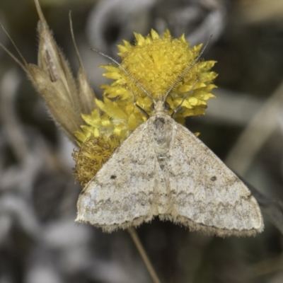 Scopula rubraria (Reddish Wave, Plantain Moth) at Dunlop Grassland (DGE) - 17 Nov 2023 by kasiaaus