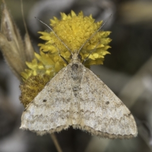 Scopula rubraria at Fraser, ACT - 17 Nov 2023 12:06 PM