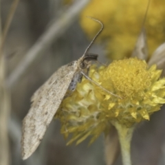 Scopula rubraria at Dunlop Grassland (DGE) - 17 Nov 2023