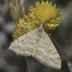 Scopula rubraria at Fraser, ACT - 17 Nov 2023 12:06 PM