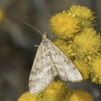 Scopula rubraria (Reddish Wave, Plantain Moth) at Fraser, ACT - 17 Nov 2023 by kasiaaus