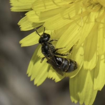 Lasioglossum (Chilalictus) sp. (genus & subgenus) (Halictid bee) at Dunlop Grasslands - 17 Nov 2023 by kasiaaus