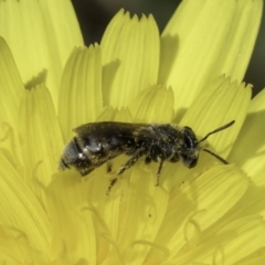 Lasioglossum (Chilalictus) sp. (genus & subgenus) at Dunlop Grassland (DGE) - 17 Nov 2023