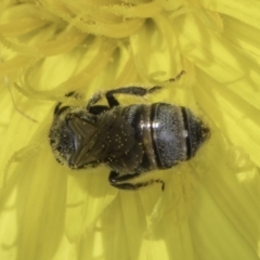 Lasioglossum (Chilalictus) sp. (genus & subgenus) at Fraser, ACT - 17 Nov 2023