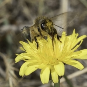 Apis mellifera at Fraser, ACT - 17 Nov 2023 12:15 PM