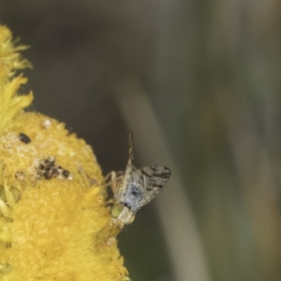 Austrotephritis poenia (Australian Fruit Fly) at Dunlop Grassland (DGE) - 17 Nov 2023 by kasiaaus