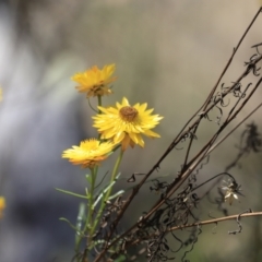 Xerochrysum viscosum (Sticky Everlasting) at Molonglo Gorge - 17 Nov 2023 by JimL