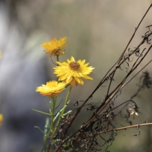 Xerochrysum viscosum at Molonglo Gorge - 17 Nov 2023