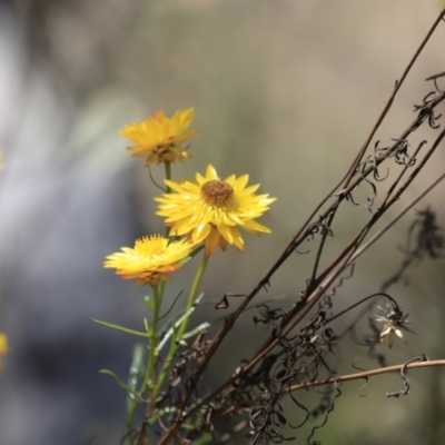 Xerochrysum viscosum (Sticky Everlasting) at Molonglo Gorge - 17 Nov 2023 by JimL