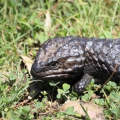 Tiliqua rugosa (Shingleback Lizard) at Kowen, ACT - 17 Nov 2023 by JimL