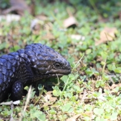 Tiliqua rugosa at Molonglo Gorge - 17 Nov 2023