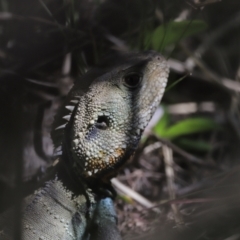 Intellagama lesueurii howittii (Gippsland Water Dragon) at Kowen, ACT - 17 Nov 2023 by JimL