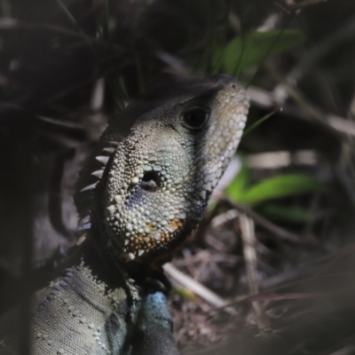 Intellagama lesueurii howittii (Gippsland Water Dragon) at Molonglo Gorge - 17 Nov 2023 by JimL