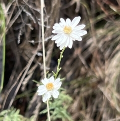 Rhodanthe anthemoides at Molonglo Gorge - 17 Nov 2023