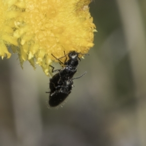 Dasytinae (subfamily) at Dunlop Grassland (DGE) - 17 Nov 2023