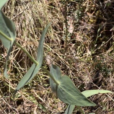 Veronica perfoliata (Digger's Speedwell) at Kowen, ACT - 17 Nov 2023 by JimL