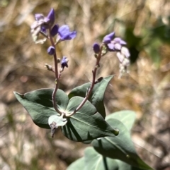 Veronica perfoliata at Molonglo Gorge - 17 Nov 2023 02:09 PM