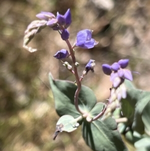 Veronica perfoliata at Molonglo Gorge - 17 Nov 2023 02:09 PM