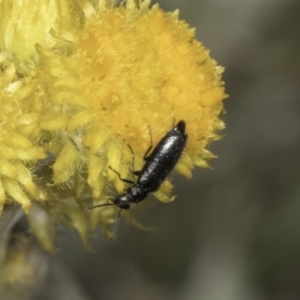 Dasytinae (subfamily) at Fraser, ACT - 17 Nov 2023