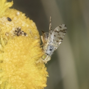 Austrotephritis poenia at Fraser, ACT - 17 Nov 2023 12:16 PM