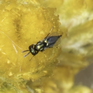 Chalcidoidea (superfamily) at Fraser, ACT - 17 Nov 2023