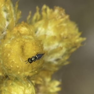 Chalcidoidea (superfamily) at Fraser, ACT - 17 Nov 2023