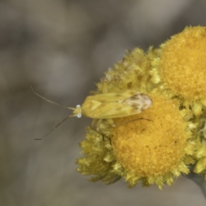 Miridae (family) at Dunlop Grassland (DGE) - 17 Nov 2023