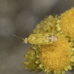 Miridae (family) at Dunlop Grassland (DGE) - 17 Nov 2023