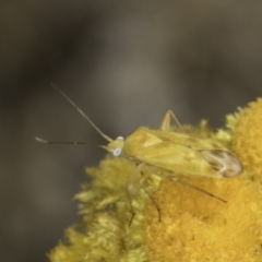 Miridae (family) at Dunlop Grassland (DGE) - 17 Nov 2023