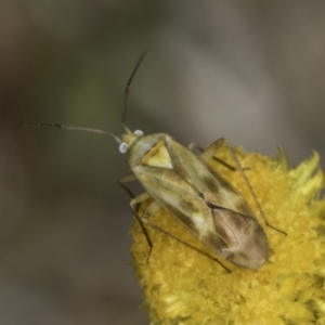 Miridae (family) at Fraser, ACT - 17 Nov 2023 12:20 PM