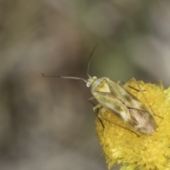 Miridae (family) at Fraser, ACT - 17 Nov 2023 12:20 PM