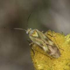 Miridae (family) at Fraser, ACT - 17 Nov 2023 12:20 PM